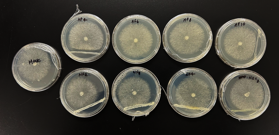 Microbial culture assay plates arranged against a dark background.