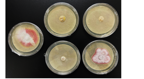 Five microbial culture plates with different colony growth patterns.