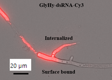 Fluorescently labeled synthesized dsRNA attachment assay on Sclerotinia sclerotiorum mycelia.