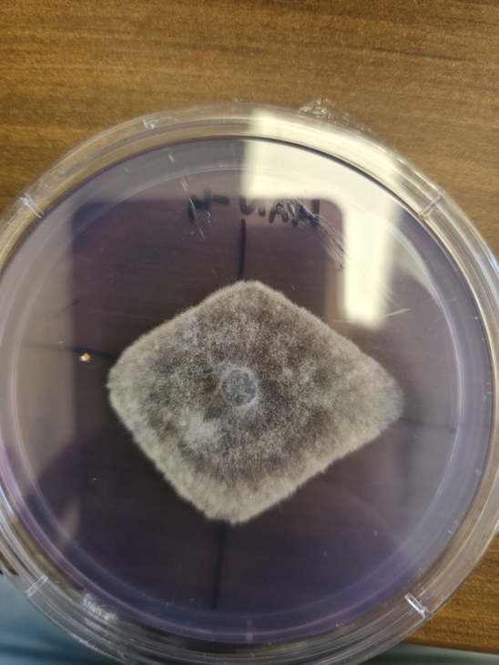 Fungal colony growing on agar in a Petri dish.