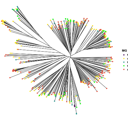 Genetic relationships among soybean accessions.