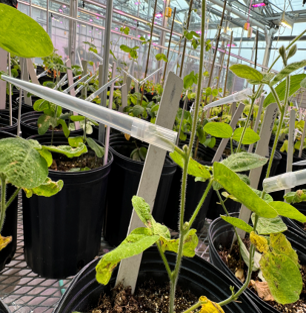 Soybean plants evaluated under greenhouse conditions.
