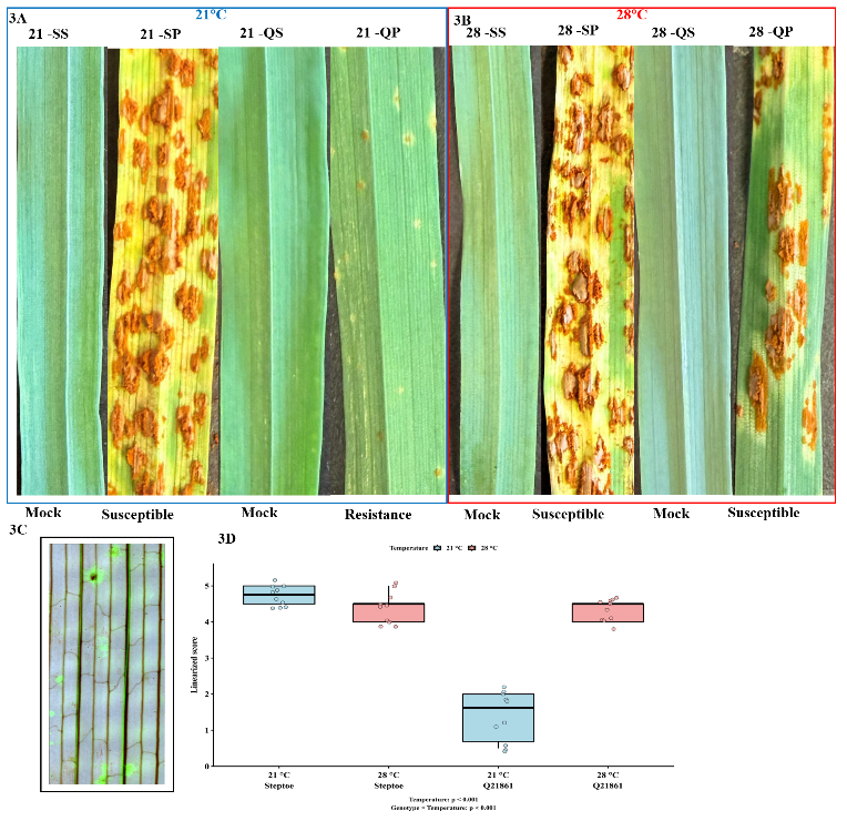 Cereal leaf phenotypes and associated measurements across temperature conditions.