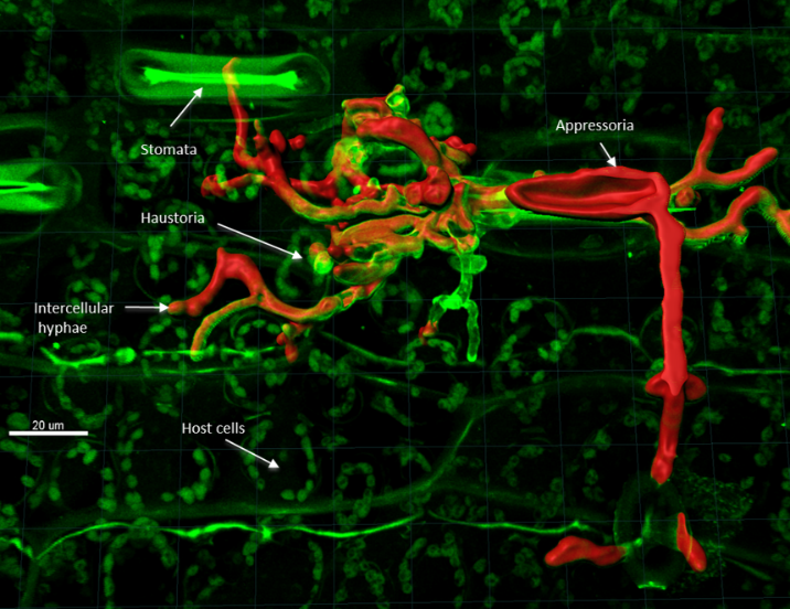 Fluorescence microscopy of fungal structures interacting with host cells.
