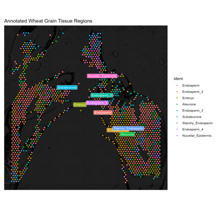 Annotated wheat grain tissue regions with spatial measurements.