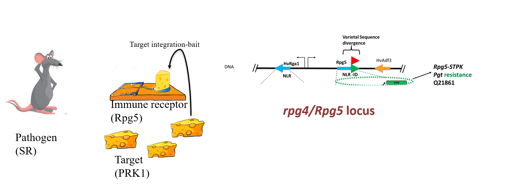 Conceptual model of the Rpg5 NLR-ID immune receptor.