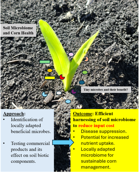 Supplied conceptual figure showing soil microbiome and corn health, research approaches, and intended outcomes.