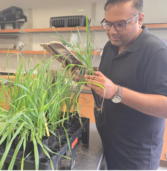 Mrinmoy Sarker examining cereal plants in the greenhouse